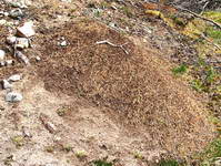 Ant hill in woods seen while walking near River Dee.