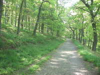 Walking in the scottish woods on Royal Deeside, Ballater.