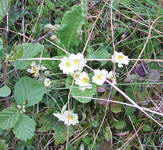 White and yellow wild flowers seen on out scottish walk.